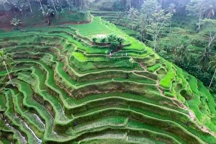 Private Full-Day Ubud Culture Tour — Monkey Forest, Rice Terraces & Waterfall photo 4