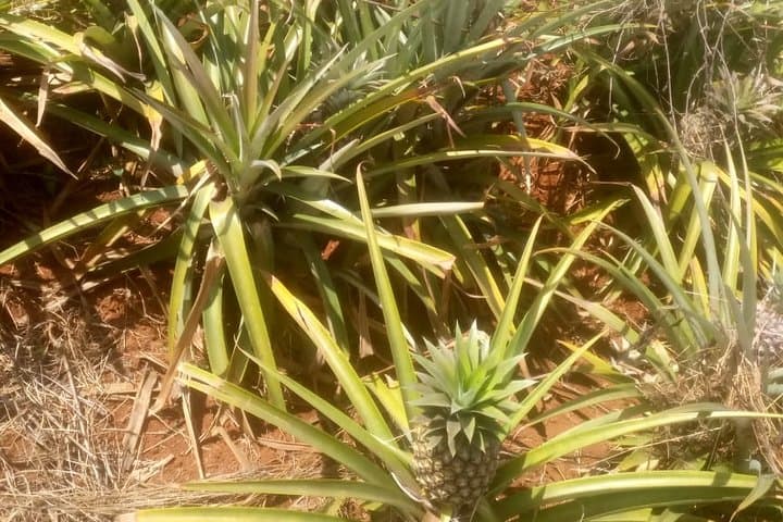 Coffee and Pineapple Farm Day Trip from Nairobi — Kiambethu & Del Monte
