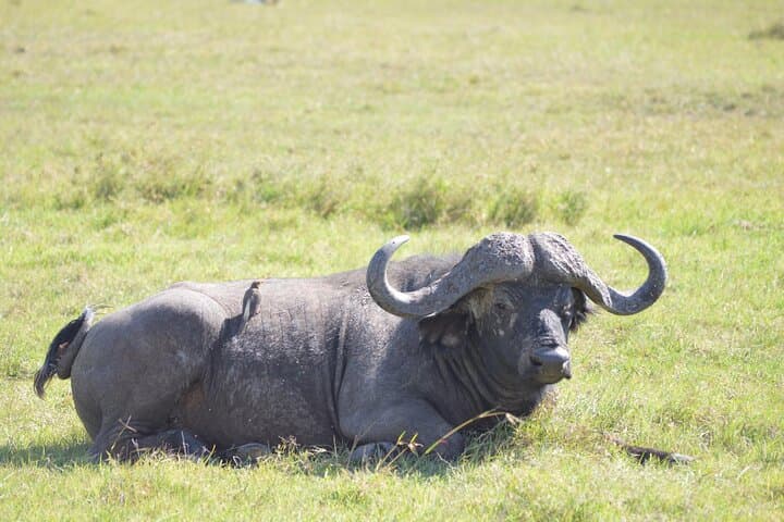 5-Day Mt Kenya Trek: Sirimon to Chogoria via Lenana Summit
