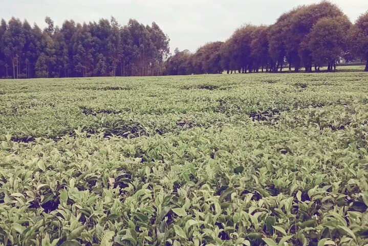 3-Day Coffee & Tea Farm Safari: Kiambethu to Kericho Tea Plantations