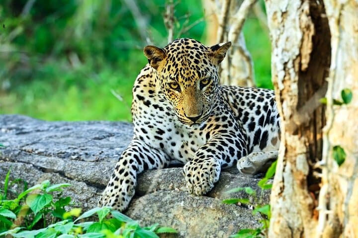 Early-Morning Yala Safari from Ella: Full-Day Jeep Wildlife Experience photo 2