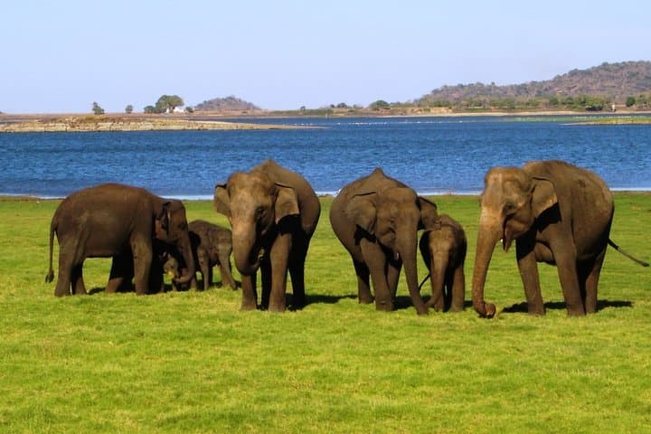 Early-Morning Yala Safari from Ella: Full-Day Jeep Wildlife Experience photo 3