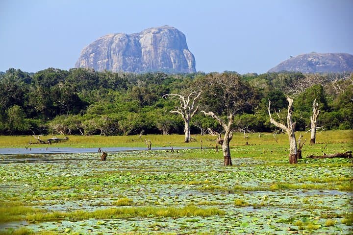 Full-Day Yala National Park Safari from Bentota — Leopards, Sloth Bears & Coastal Plains photo 3