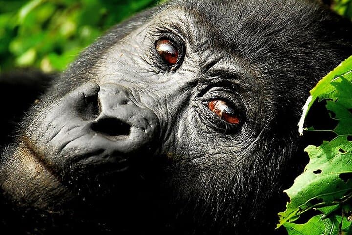 7-Day Uganda Gorilla Trekking & Wildlife Safari — Bwindi, Kibale & Queen Elizabeth photo 1