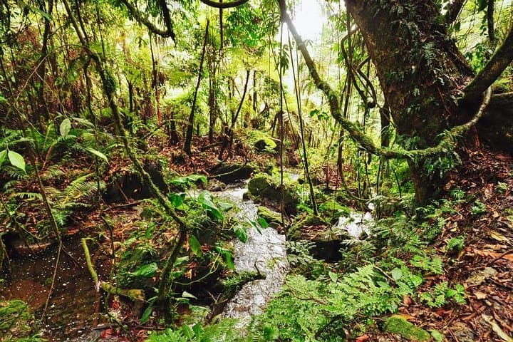 7-Day Uganda Gorilla Trekking & Wildlife Safari — Bwindi, Kibale & Queen Elizabeth photo 2