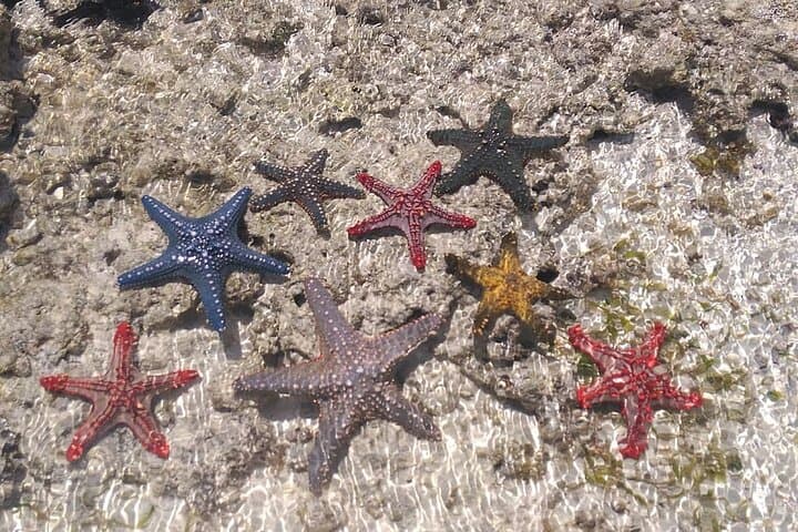 Blue Lagoon Snorkel, Starfish & The Rock Restaurant — Zanzibar Day Trip photo 2