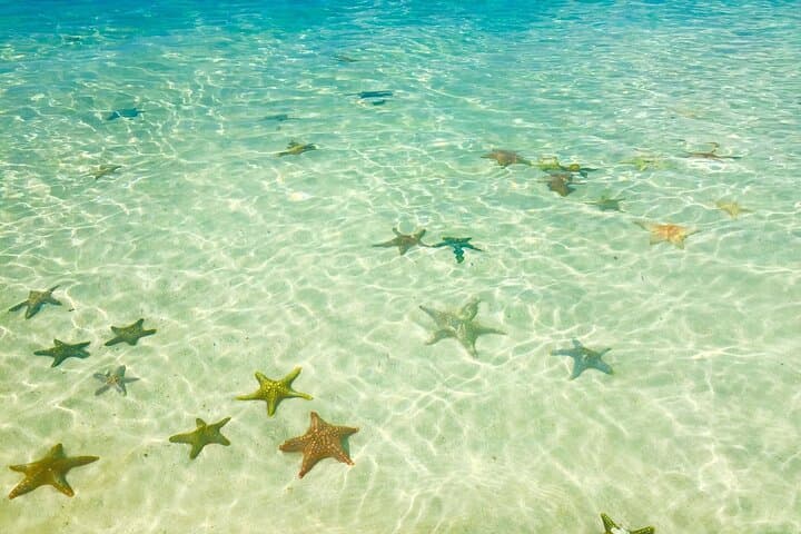 Blue Lagoon Snorkel, Starfish & The Rock Restaurant — Zanzibar Day Trip photo 3