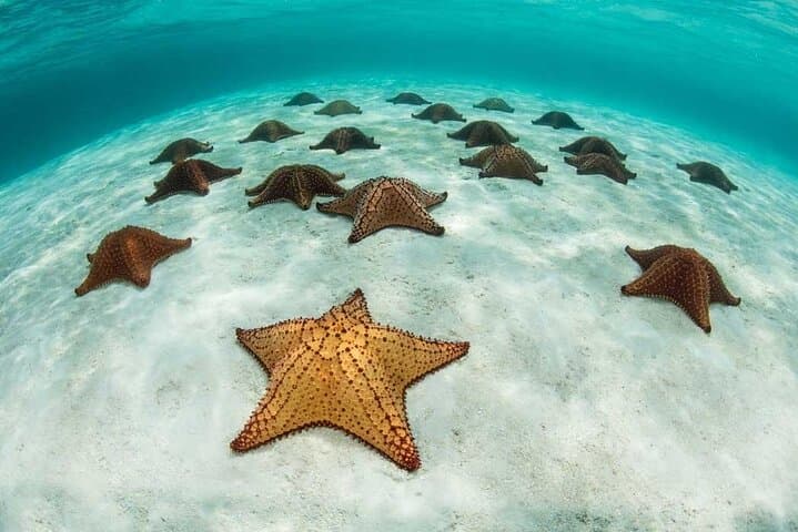 Blue Lagoon Snorkel, Starfish & The Rock Restaurant — Zanzibar Day Trip photo 5