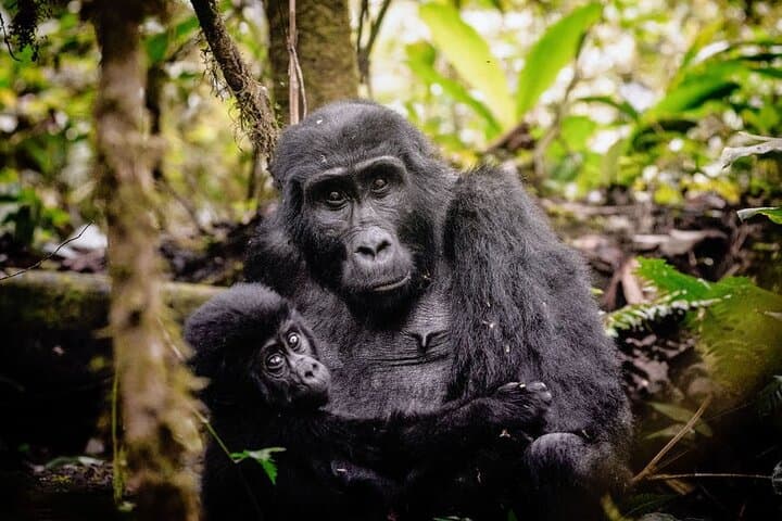 7-Day Uganda Gorilla Trekking & Wildlife Safari — Bwindi, Kibale & Queen Elizabeth photo 4