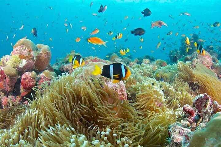 Blue Lagoon Snorkel, Starfish & The Rock Restaurant — Zanzibar Day Trip