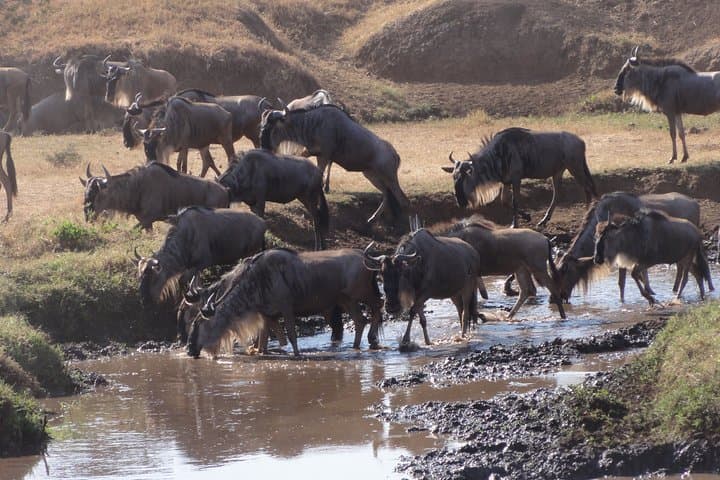11-Day Mount Kilimanjaro Marangu Route and Private Tanzania Safari photo 3