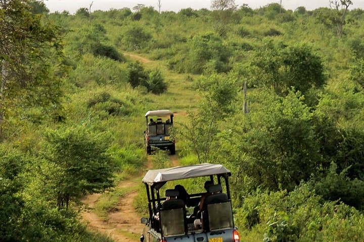 Skip-the-Line Udawalawe National Park Ticket with Private Jeep Safari photo 4