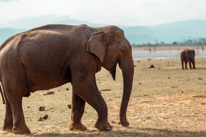 Skip-the-Line Udawalawe National Park Ticket with Private Jeep Safari photo 2