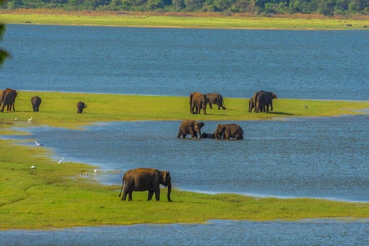 Minneriya National Park Safari — Skip-the-Line Entrance & Private 4x4 Experience photo 2