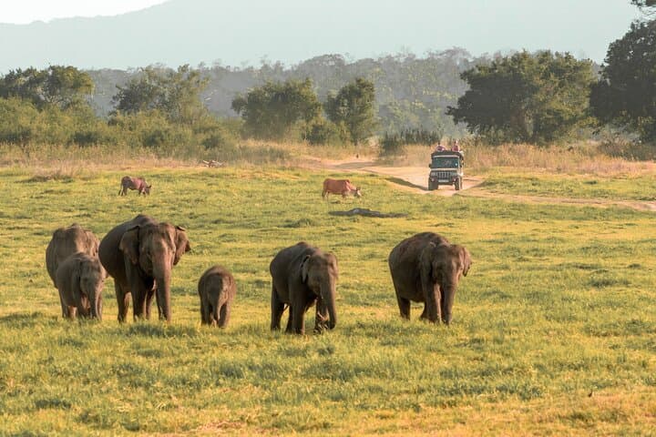 Minneriya National Park Safari — Skip-the-Line Entrance & Private 4x4 Experience photo 1
