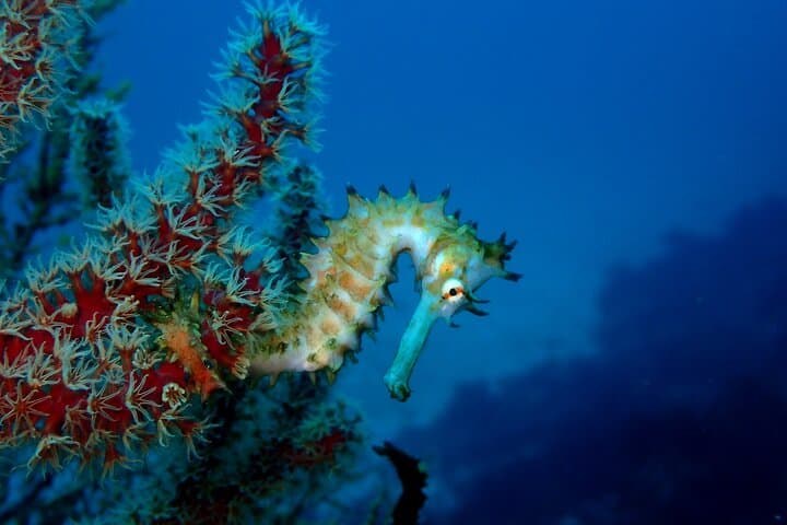 Izu Peninsula Scuba Diving at IOP: Two-Tank Guided Excursion for Certified Divers photo 3