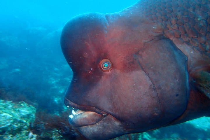 Izu Peninsula Scuba Diving at IOP: Two-Tank Guided Excursion for Certified Divers photo 4