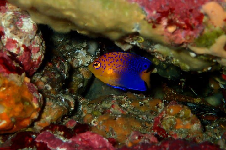 Izu Peninsula Scuba Diving at IOP: Two-Tank Guided Excursion for Certified Divers photo 5
