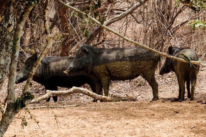Skip-the-Line Yala National Park Entrance Ticket with Private 4x4 Safari photo 4