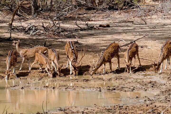 Skip-the-Line Yala National Park Entrance Ticket with Private 4x4 Safari photo 3