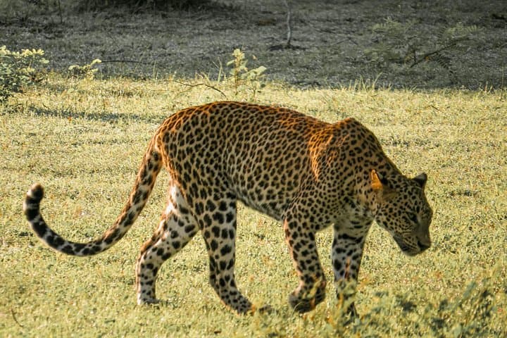 Skip-the-Line Yala National Park Entrance Ticket with Private 4x4 Safari photo 1