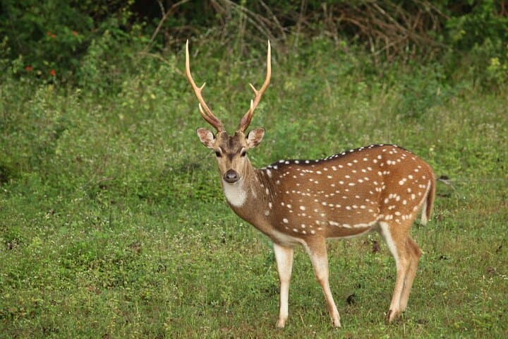 Yala National Park Safari from Udawalawe: Afternoon Jeep Safari to Spot Leopards and Elephants photo 5