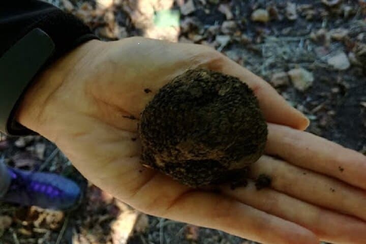 Langhe Truffle Hunting Experience Near Alba — Learn from a Third‑Generation Trifolao photo 2