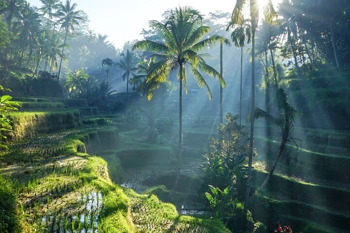 Best of Ubud: Rice Terraces, Temples & Waterfalls — Full-Day Private Tour photo 2