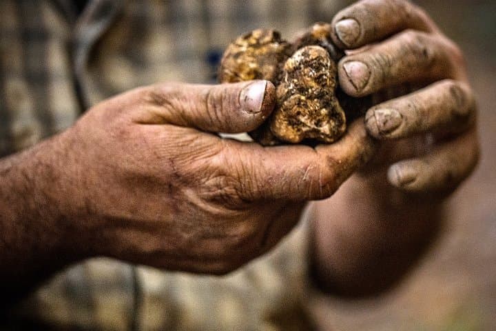 Langhe Truffle Hunting Experience Near Alba — Learn from a Third‑Generation Trifolao