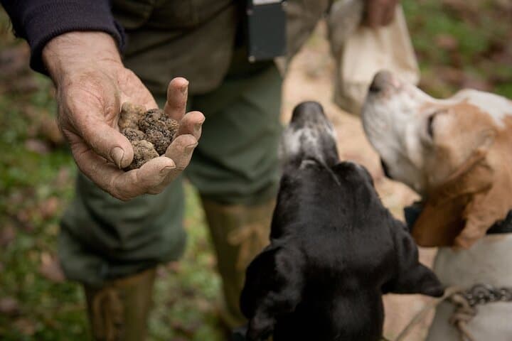 Langhe Truffle Hunting Experience Near Alba — Learn from a Third‑Generation Trifolao photo 3