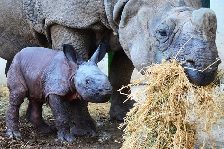 Inside Terra Natura Benidorm: Summer Zooimmersion Ticket Guide photo 2