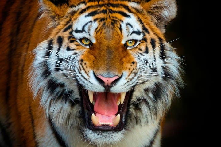 Inside Terra Natura Benidorm: Summer Zooimmersion Ticket Guide