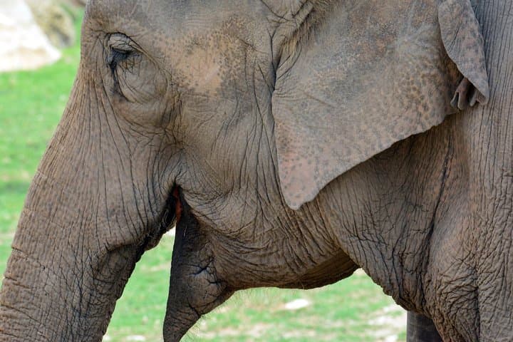 Inside Terra Natura Benidorm: Summer Zooimmersion Ticket Guide photo 3