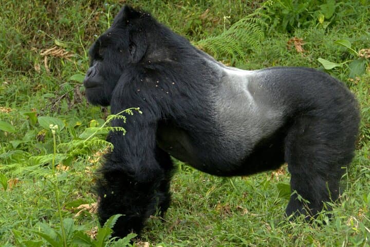 12-Day Wildebeest Migration & Gorilla Trek Safari — Masai Mara to Mgahinga