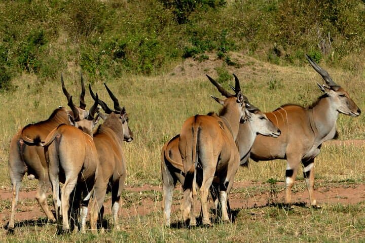 12-Day Wildebeest Migration & Gorilla Trek Safari — Masai Mara to Mgahinga photo 2