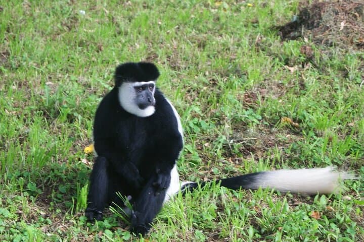 12-Day Wildebeest Migration & Gorilla Trek Safari — Masai Mara to Mgahinga photo 3