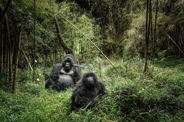 12-Day Wildebeest Migration & Gorilla Trek Safari — Masai Mara to Mgahinga photo 4