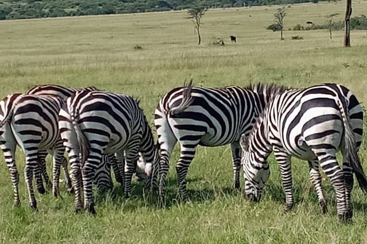 12-Day Wildebeest Migration & Gorilla Trek Safari — Masai Mara to Mgahinga photo 5