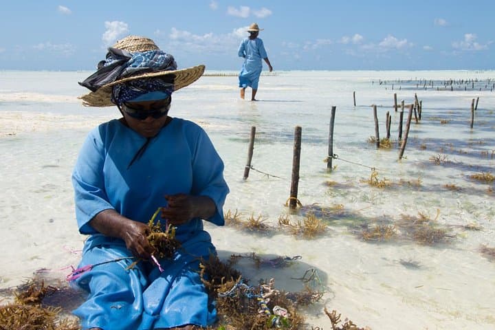 Jozani Forest & Mtende Beach Private Eco Day Trip from Stone Town photo 6