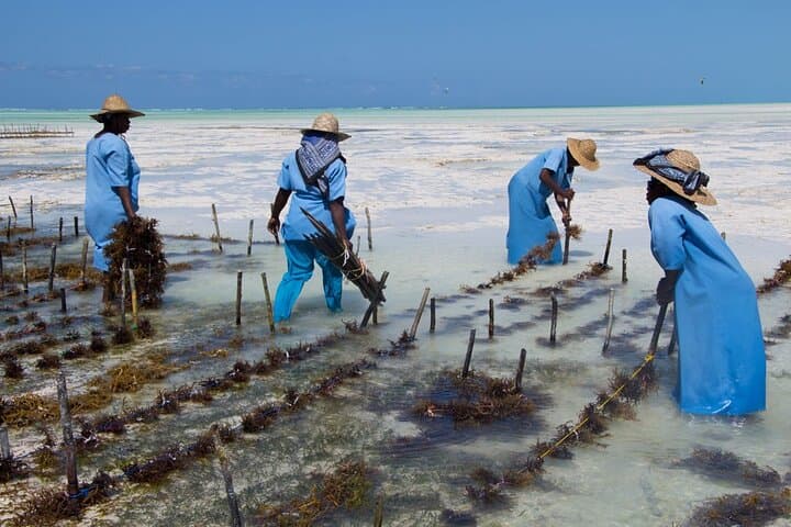 Jozani Forest & Mtende Beach Private Eco Day Trip from Stone Town photo 5