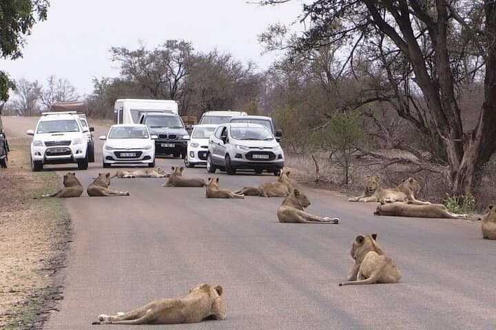 Nairobi Airport Layover: Explore Wildlife at Nairobi National Park During Your Stopover photo 3