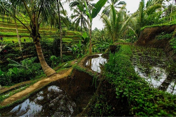 3-Day Glamping & Spirituality Retreat in Jatiluwih, Bali photo 4