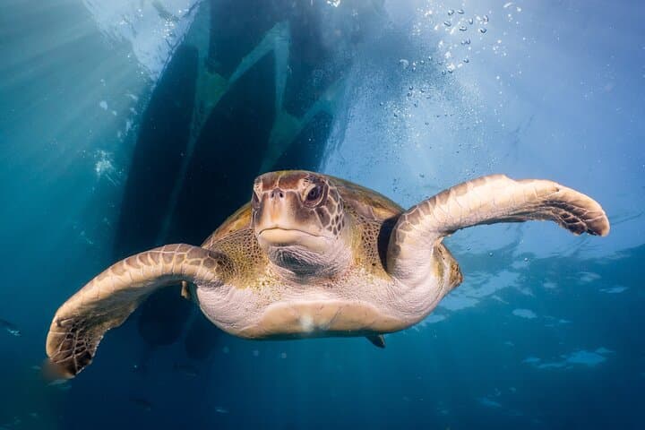Discover Scuba Diving in Tenerife: Shore and Boat Dives from Los Cristianos photo 4