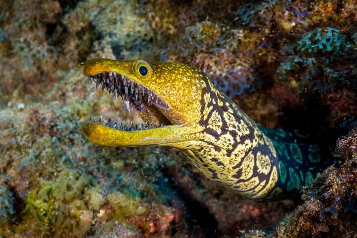 PADI Open Water Course in Playa de las Americas — Learn to Dive off Tenerife photo 3