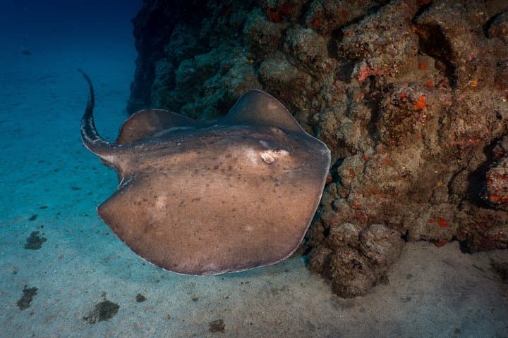 PADI Open Water Course in Playa de las Americas — Learn to Dive off Tenerife photo 4