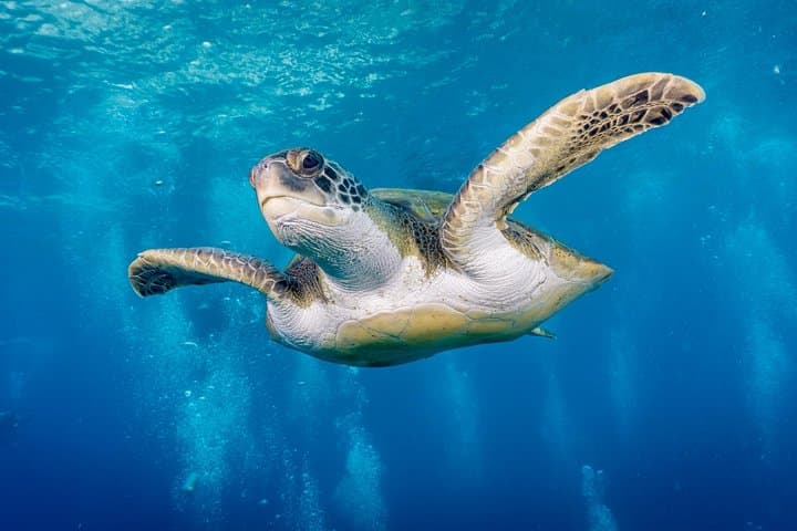 Try Dive by Boat in Puerto Colón — Beginner Scuba in Costa Adeje photo 2