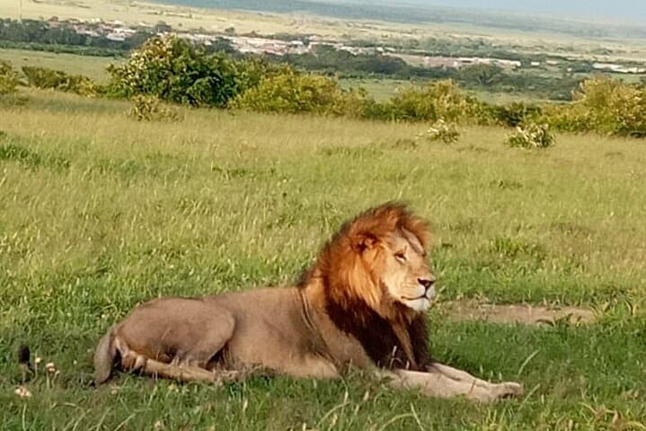12-Day Wildebeest Migration & Gorilla Trek Safari — Masai Mara to Mgahinga photo 6