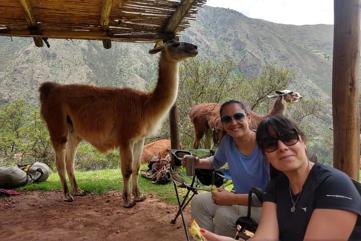Family Trek with Llamas: Full-Day Llama Pack Experience in Pumahuanca