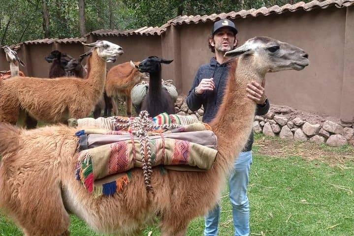Family Trek with Llamas: Full-Day Llama Pack Experience in Pumahuanca photo 2