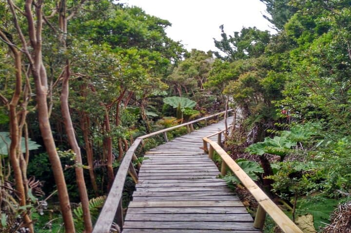 Darwin Route: Chiloe National Park and Chonchi Day Tour